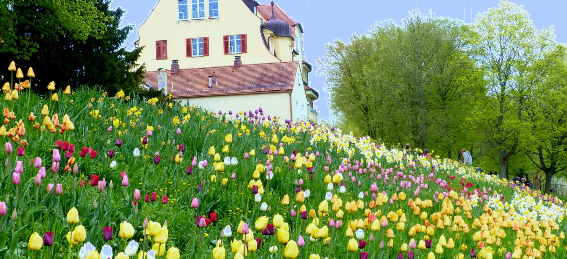 Frühling in Stadtamhof