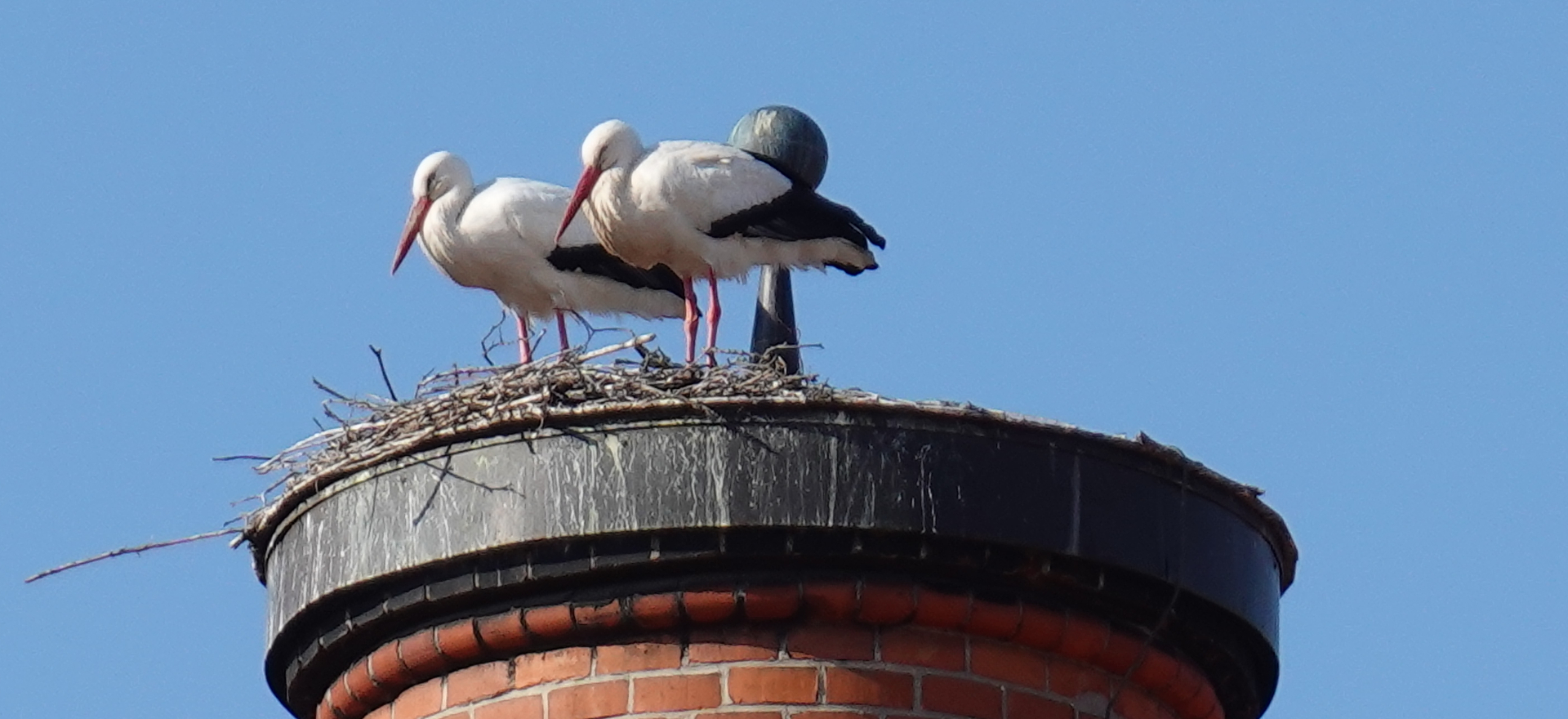 01 Störche im St. Katharinen-Spital